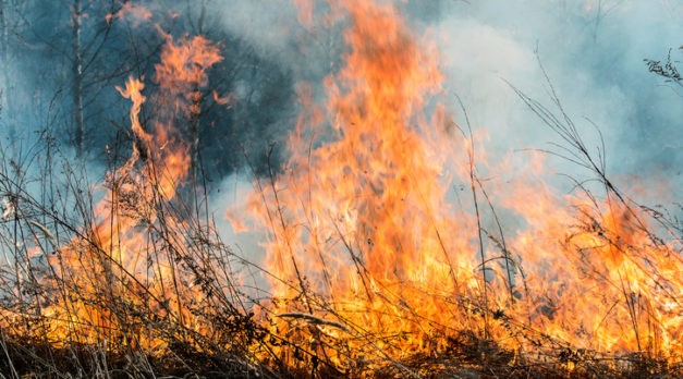 forest fire burns the vegetation