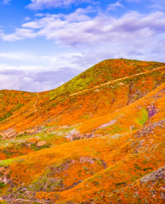 Landscape in Walker Canyon during the superbloom, California poppies covering the mountain valleys and ridges, Lake Elsinore, south California