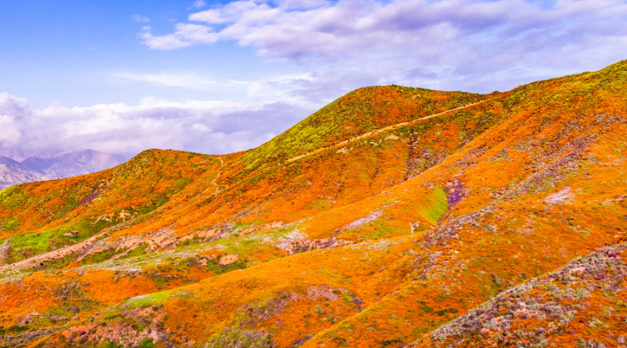 Landscape in Walker Canyon during the superbloom, California poppies covering the mountain valleys and ridges, Lake Elsinore, south California